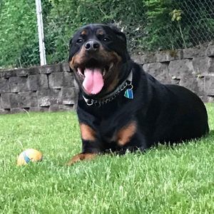 Meet your Posher, Tim